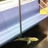 Photos: Shark On The Subway